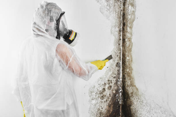 Attic Mold Removal in Croton On Hudson, NY