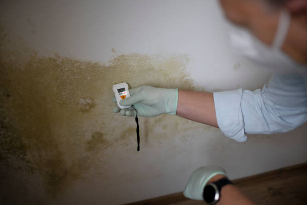 Best Crawl Space Mold Removal  in Croton On Hudson, NY