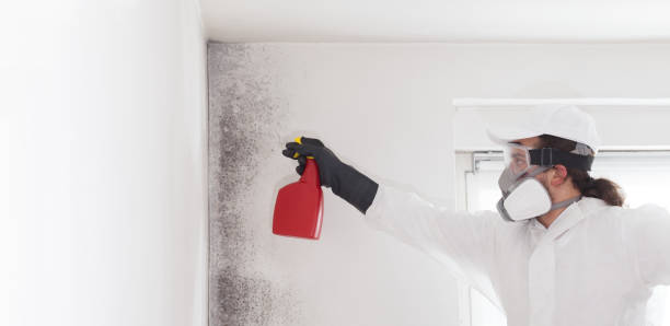 Mold Removal and Inspection in Croton On Hudson, NY