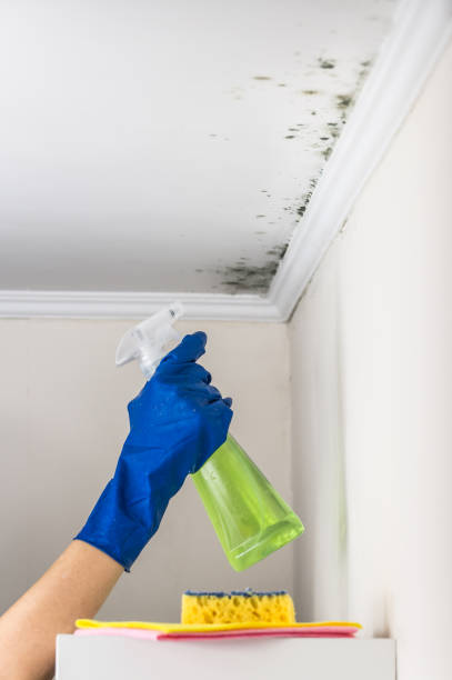 Best Mold Damage Repair  in Croton On Hudson, NY